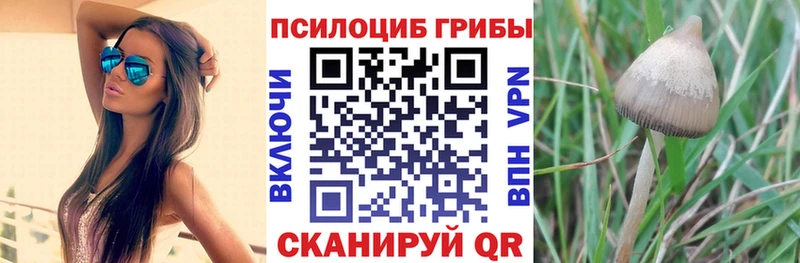 Купить где  Уфа  Галлюциногенные грибы Psilocybine cubensis 